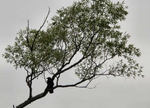 Crow on the Boardwalk