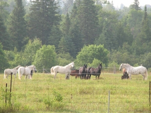 Horses near Gelert